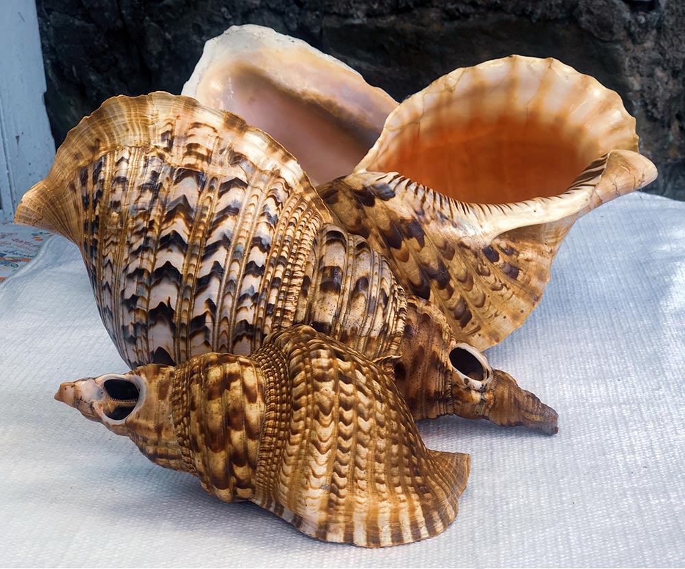 shell musical horns © Ancient Music Ireland